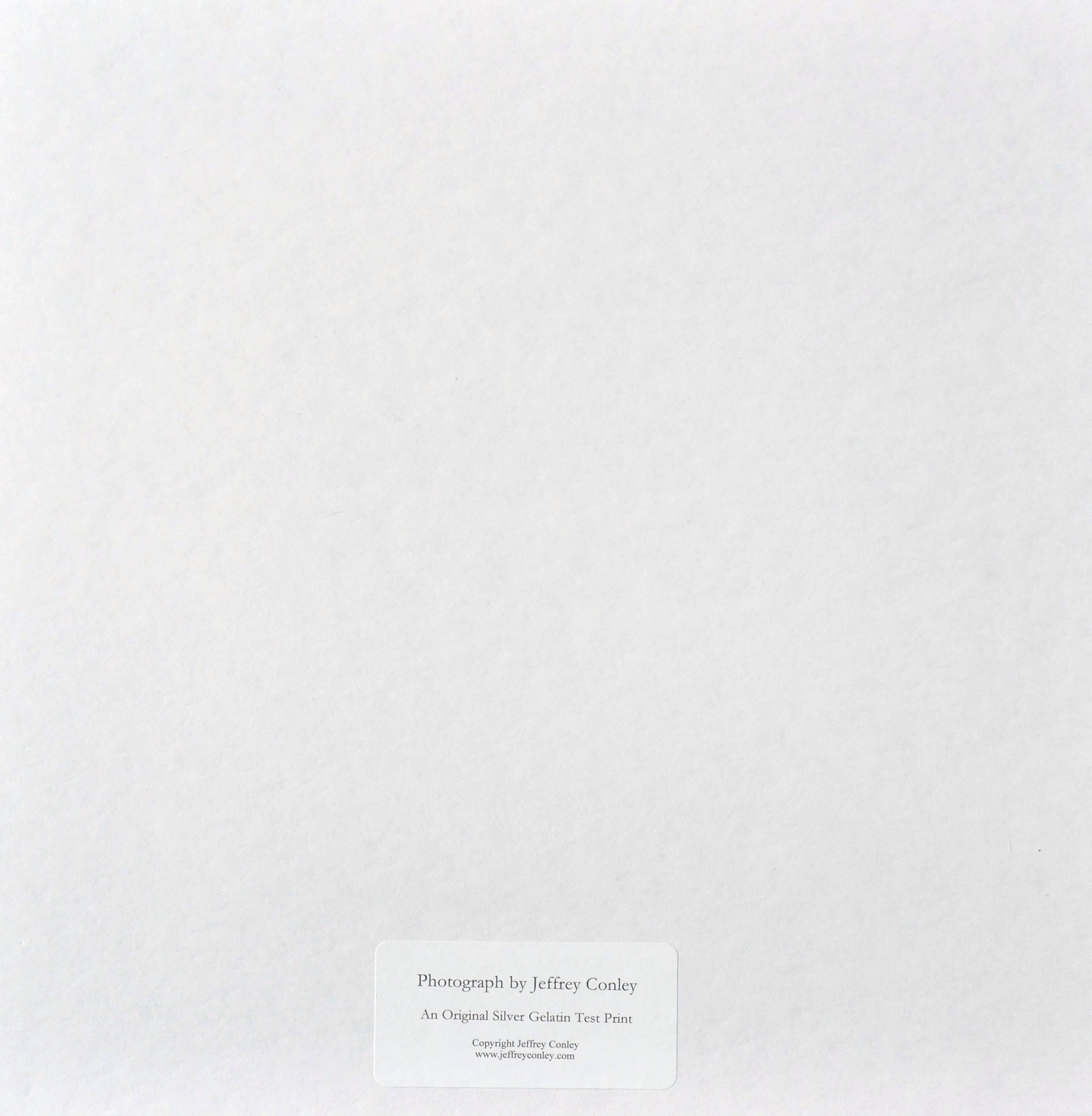 Zypressenbaum-Sonnenstrahlen – Schwarz-Weiß-Landschaftsfotografie im Angebot 1