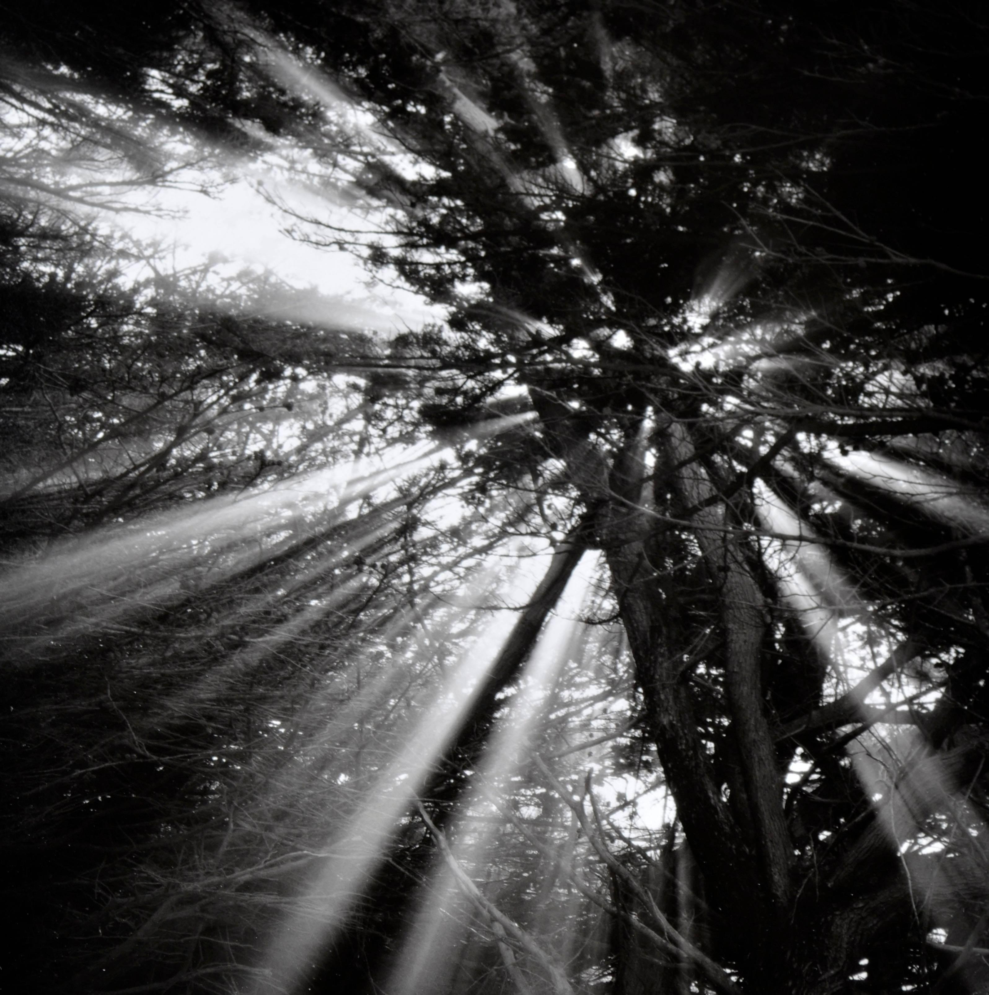 Zypressenbaum-Sonnenstrahlen – Schwarz-Weiß-Landschaftsfotografie – Photograph von Jeffrey Conley