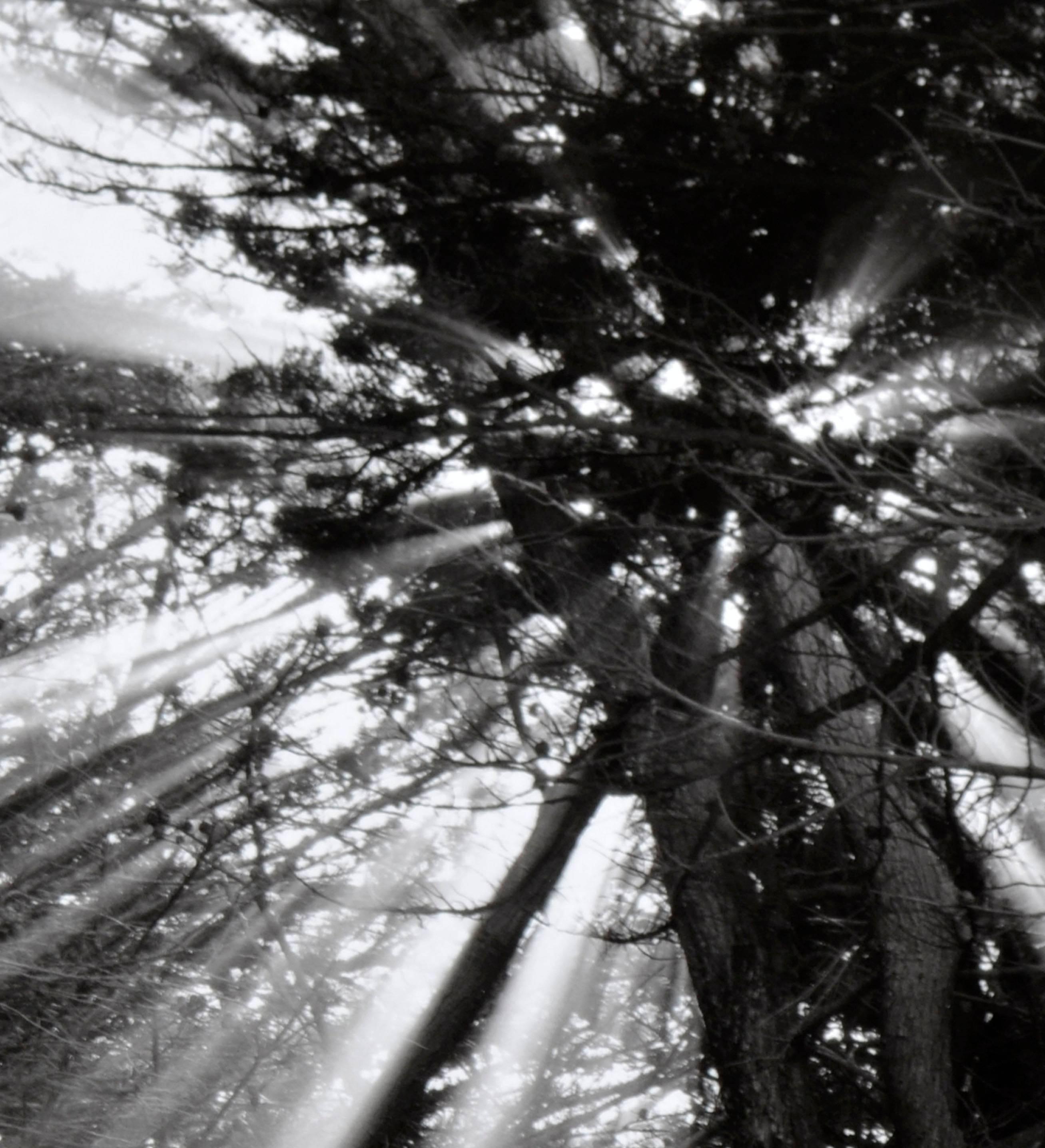 Beautiful black and white photograph of cypress trees with light radiating through by Jeffrey Conley (American, b. 1969), c.2006. A first tier,  silver gelatin test print (one of one) by Jeffrey Conley.  Signed & titled lower right and on verso 