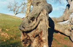 Coastal Oak Tree Landscape