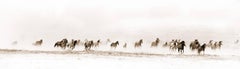 "Unbridled," Contemporary Wild Horses Photograph, 17" x 60"