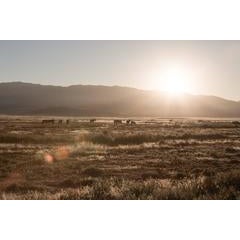 Desert Sunrise 6