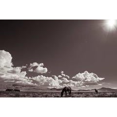 Desert Sanctuary 3