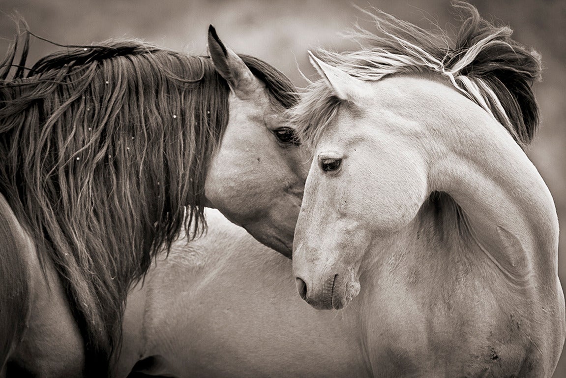 Kimerlee curyl black and white photograph embrace beauty wild horses black