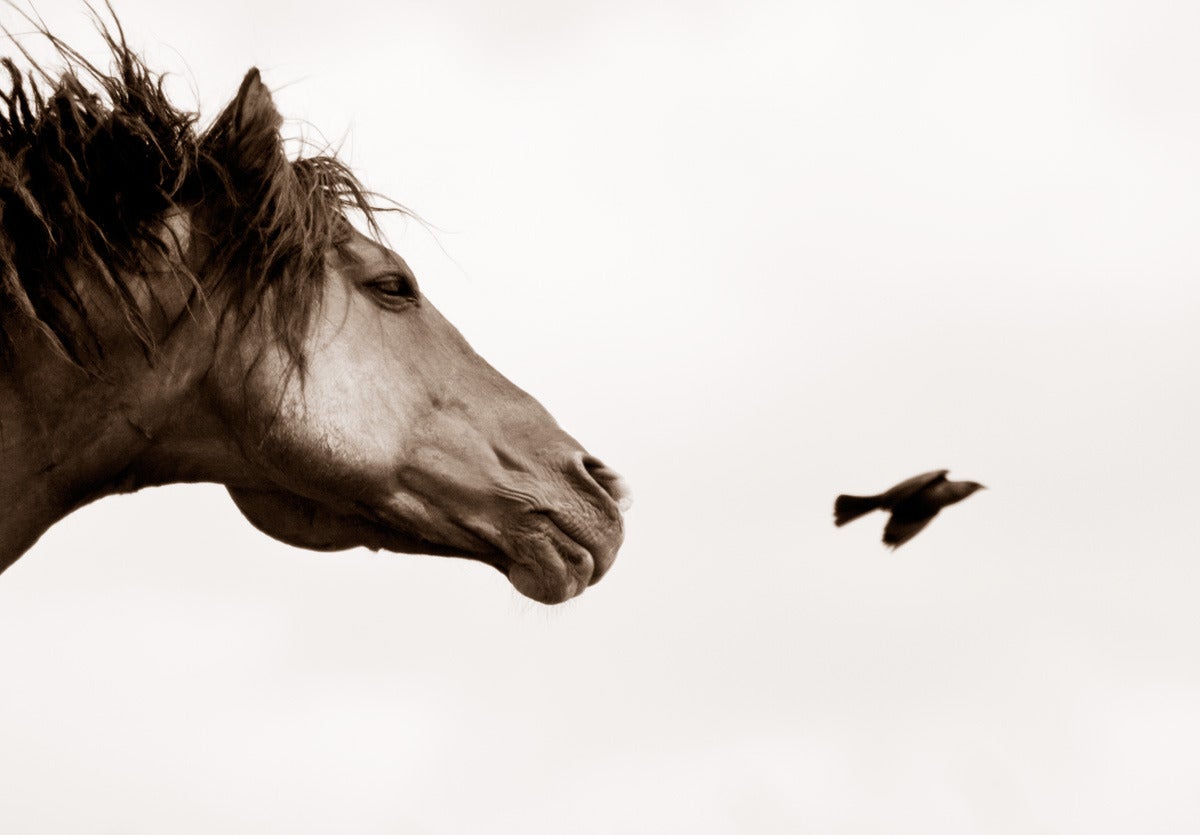 The Flight of Honor - Photograph by Kimerlee Curyl