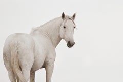 "Vanishing Grace," Contemporary Wild Horse Photograph, 24" x 36" 