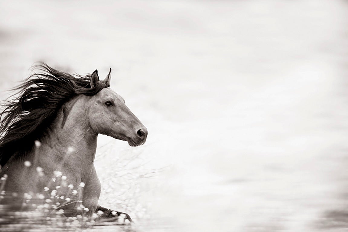 Kimerlee Curyl Black and White Photograph - 'Wild at Heart', Wild Horses & Western Landscape Black & White Photography