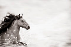 'Wild at Heart', Wild Horses & Western Landscape Black & White Photography