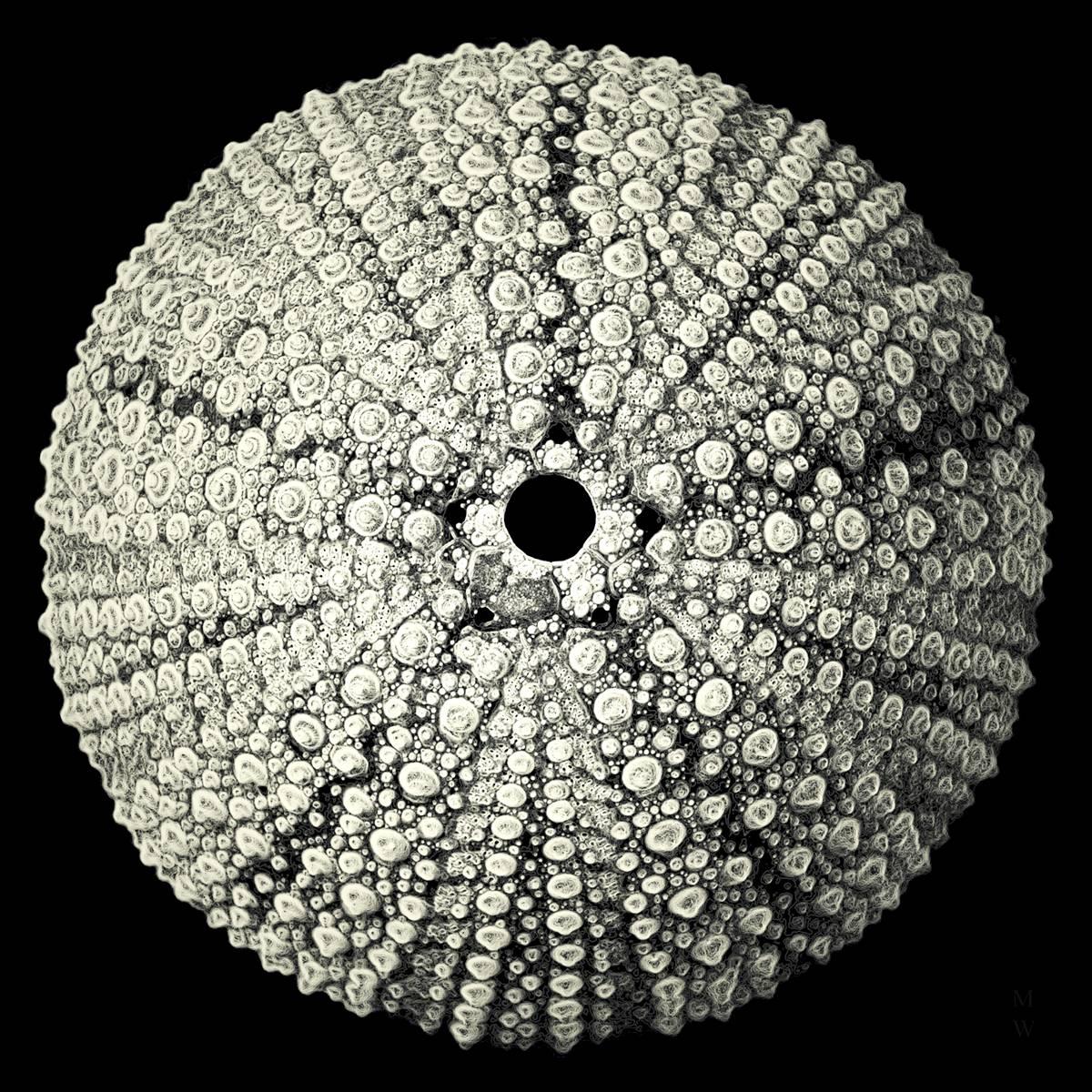 Mary Woodman Black and White Photograph - Urchin