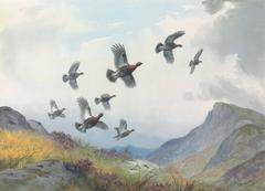 Grouse leaving the high ground