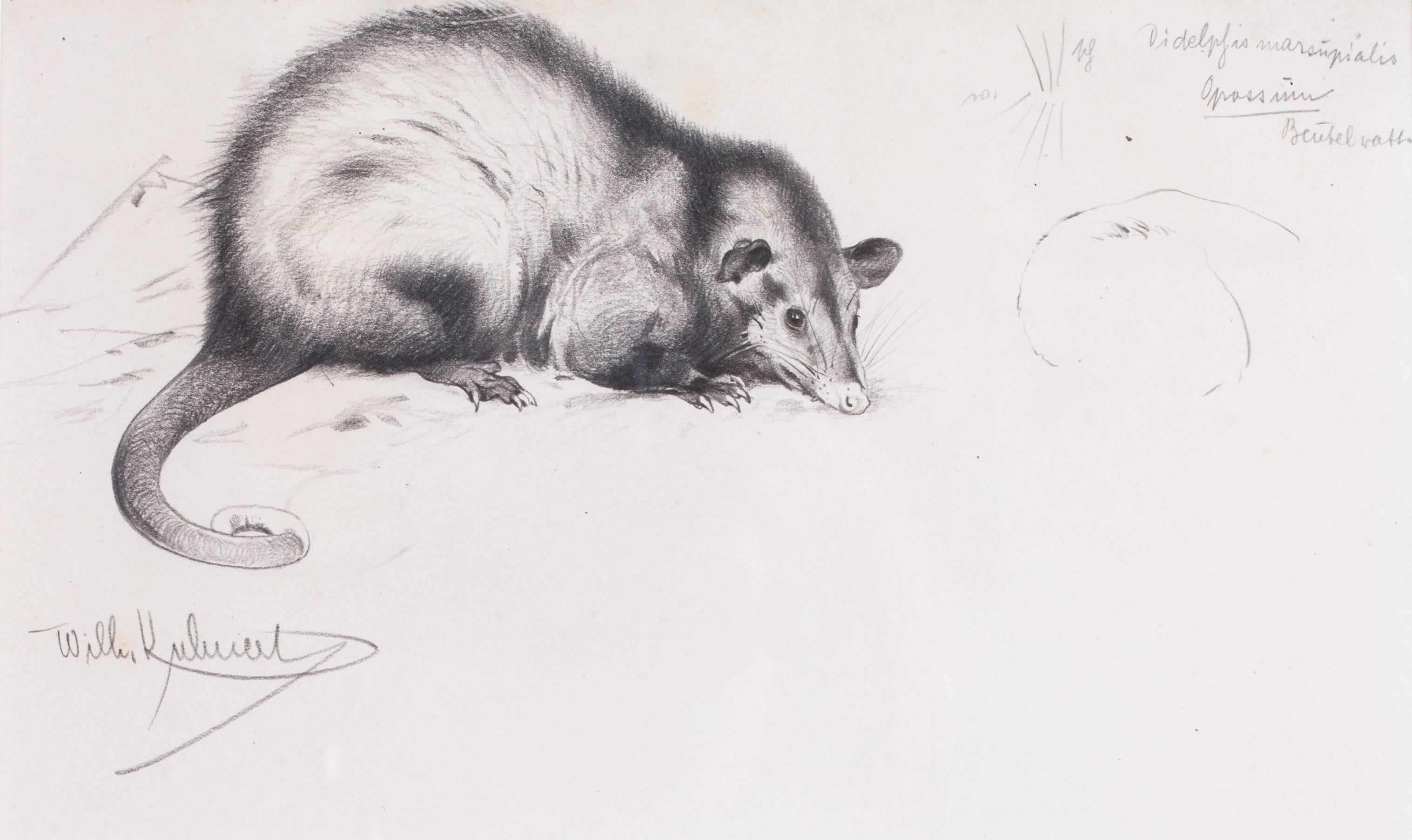 Wilhelm Friedrich Kuhnert Animal Art - Opossum