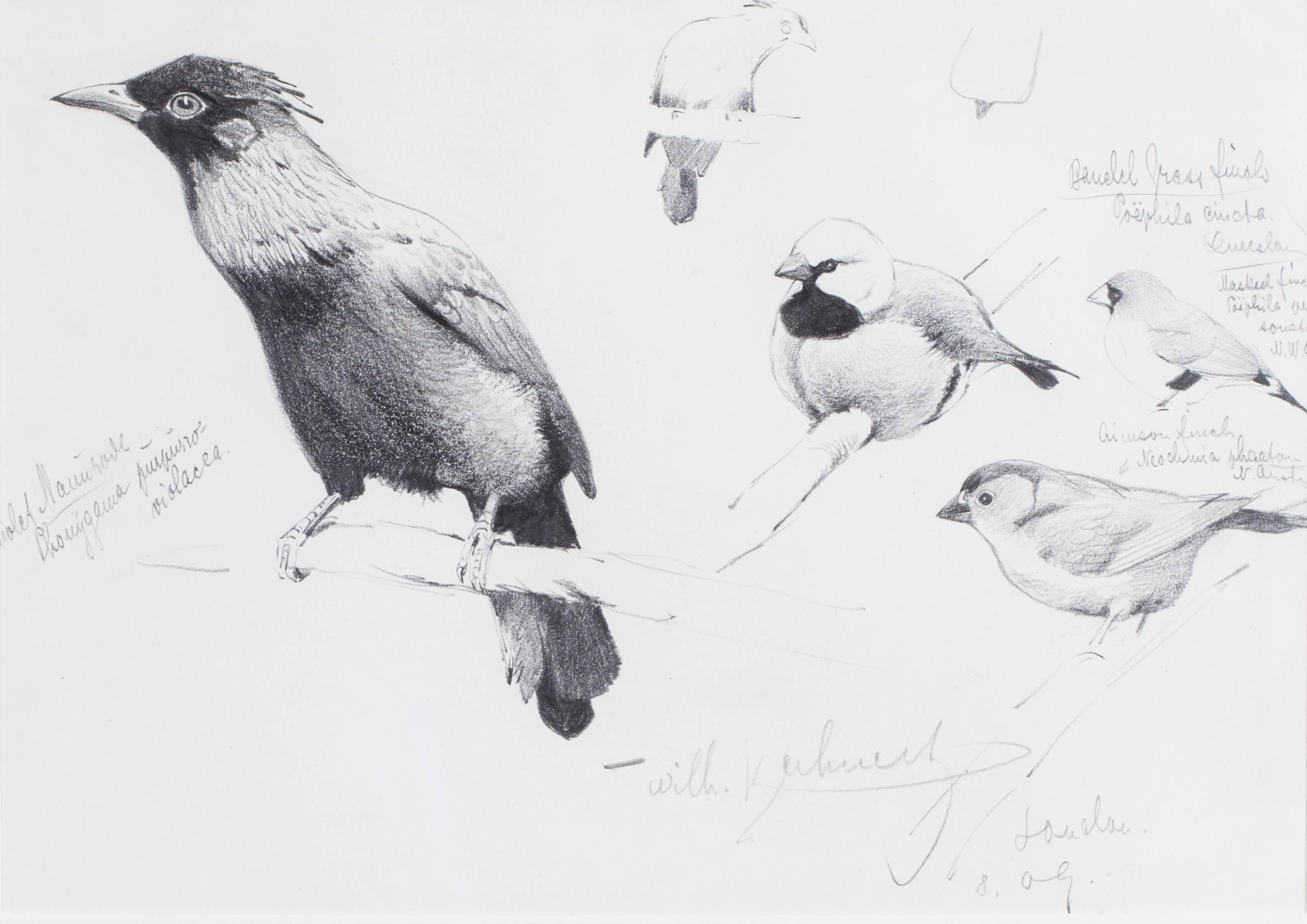 Wilhelm Friedrich Kuhnert Animal Art - Violet manucode, Black-throated finch, Masked finch and Crimson finch studies 