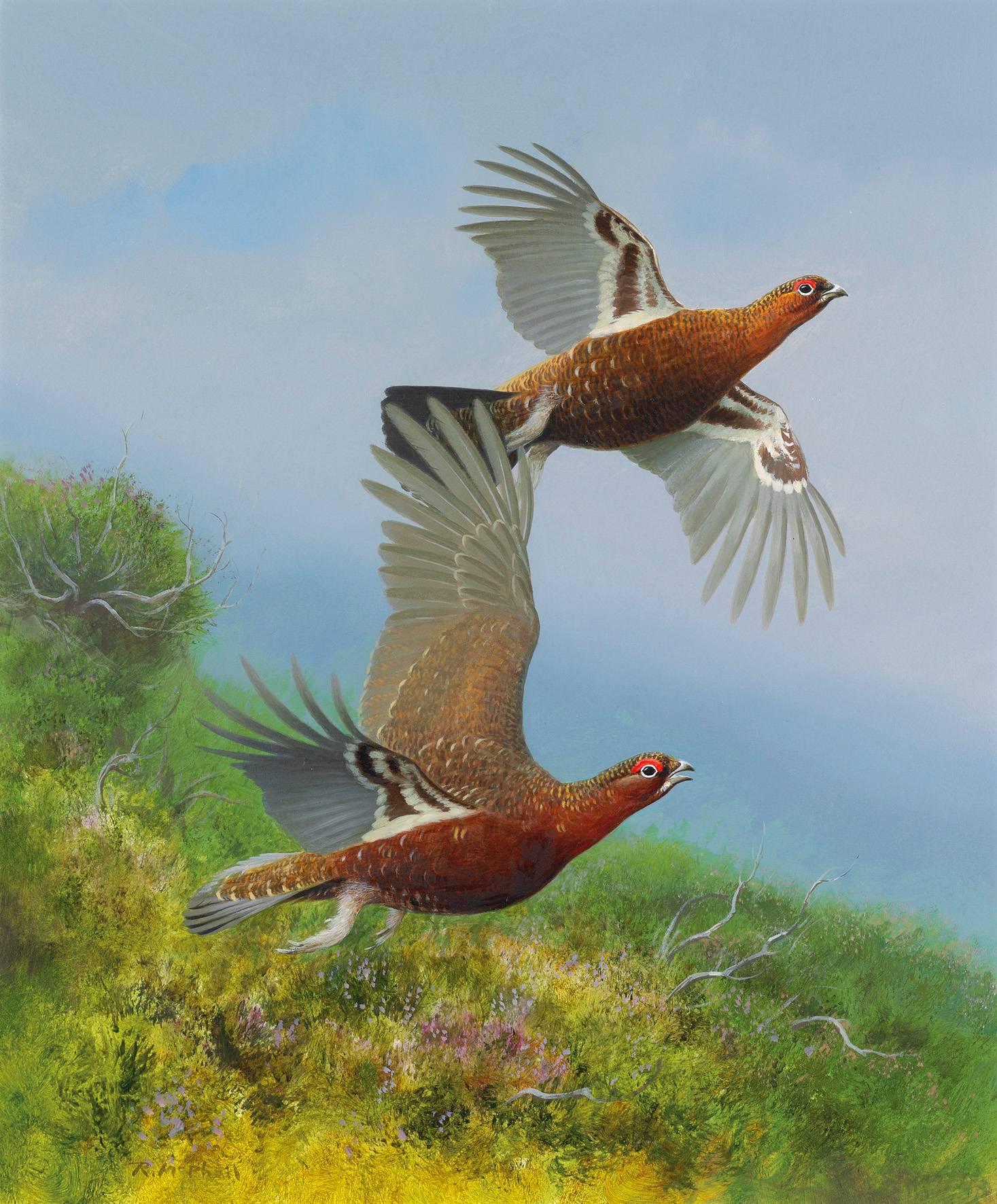 Rodger McPhail Animal Painting - TWO GROUSE