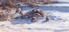 COVEY OF RED-LEGGED PARTRIDGE IN THE SNOW