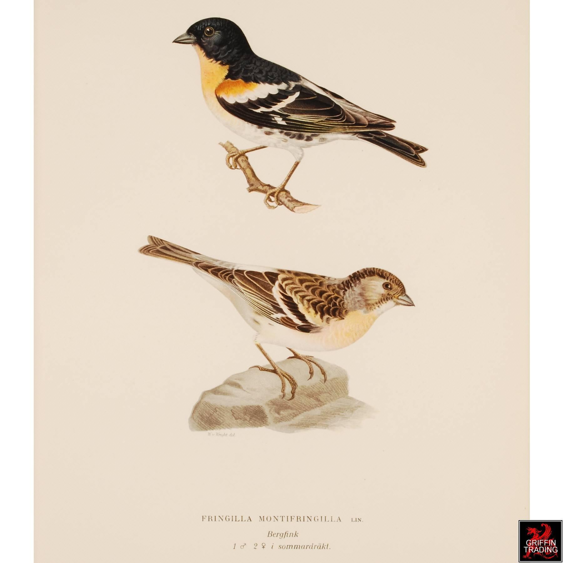 This is a superb collection of Birds by the Finnish artists Magnus von Wright (1805-1868) and Wilhelm von Wright (1810-1887). The color rich images were done around 1900 by the Swedish Lithographer A. Bortzells in Stockholm. The Wrights were well