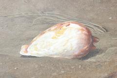Early Still Life of a Shell