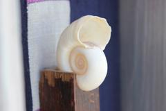 Sculpture en forme de boîte avec un coquillage et un tissu violet