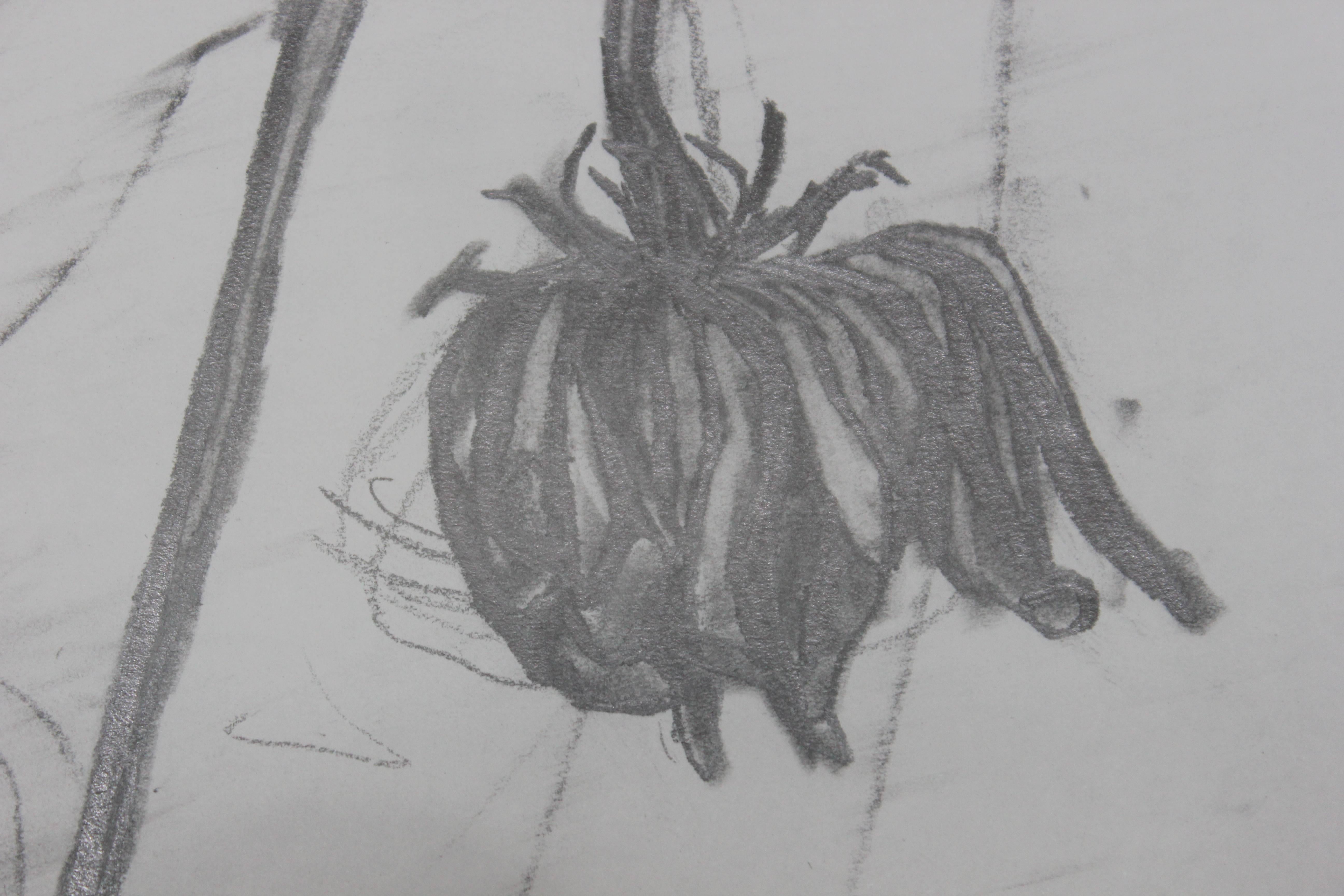 flower graphite drawing