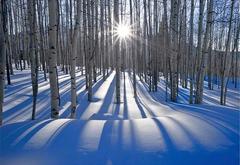 Sunlit Birches