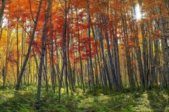 Used Autumn Splendor, Peter Lik