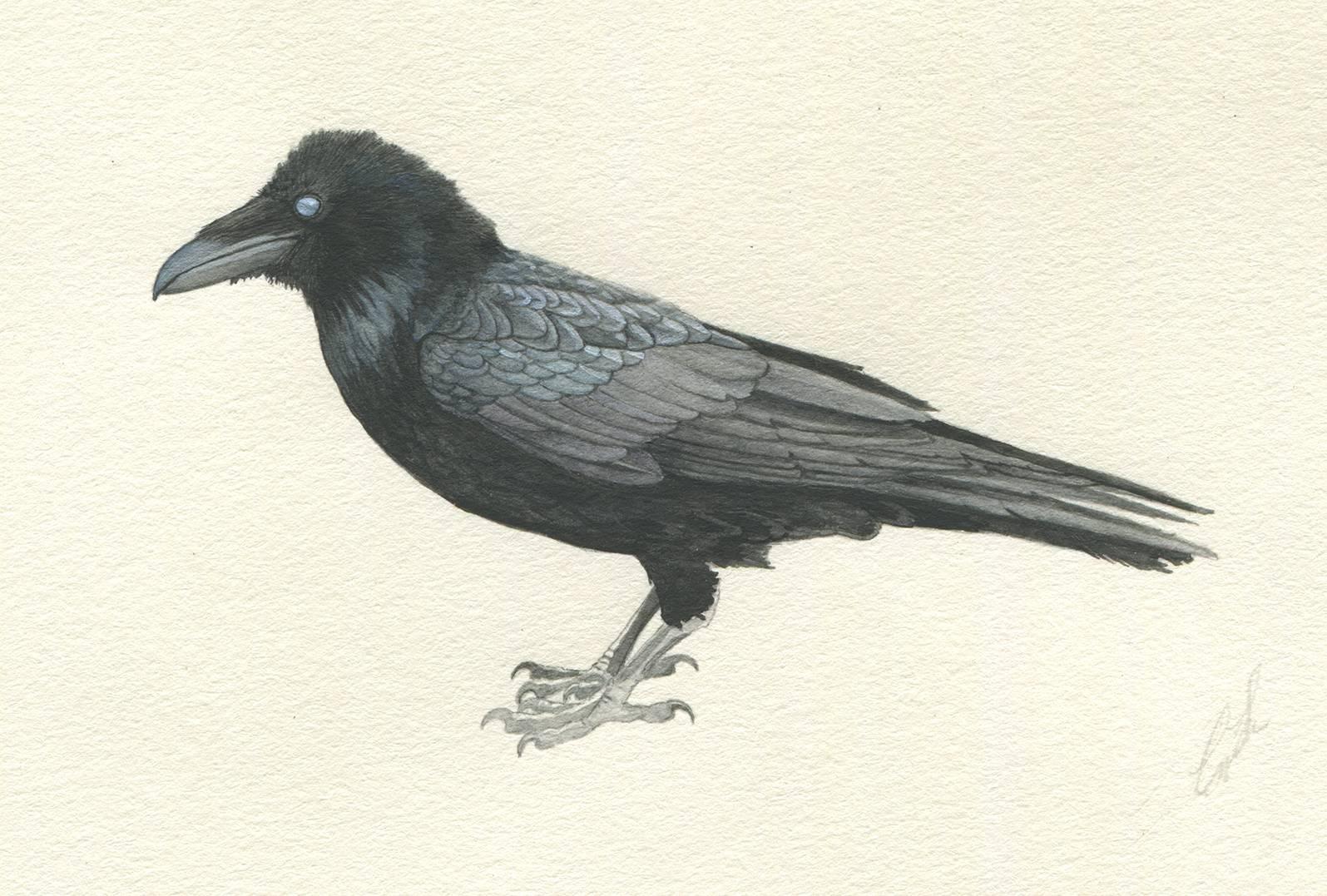 cynthia raven