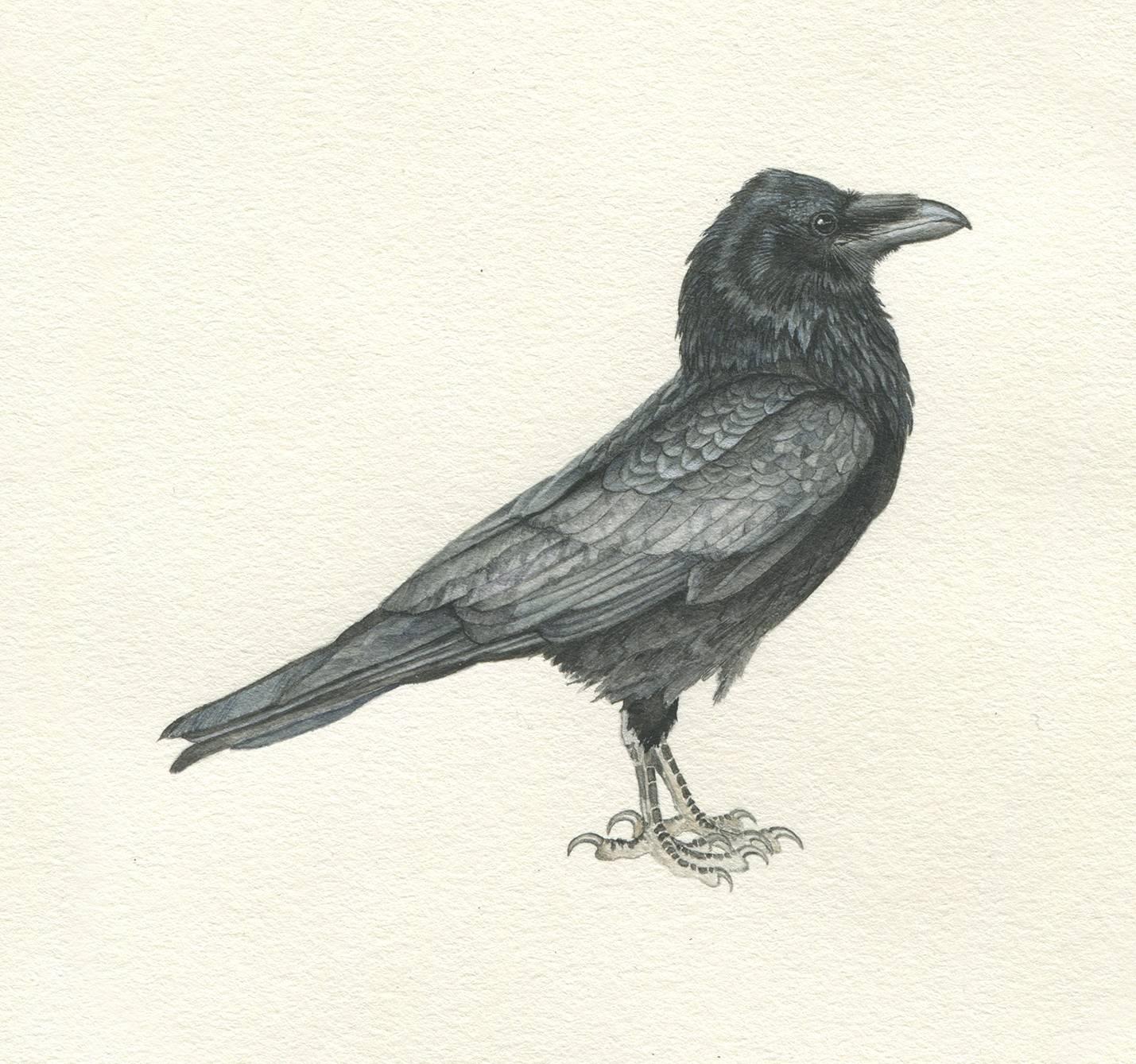 Cynthia Large Animal Art - Consider the Ravens II