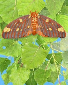 Regal Moth and Aspen - Highly Detailed Photorealist Close-Up Nature Painting 