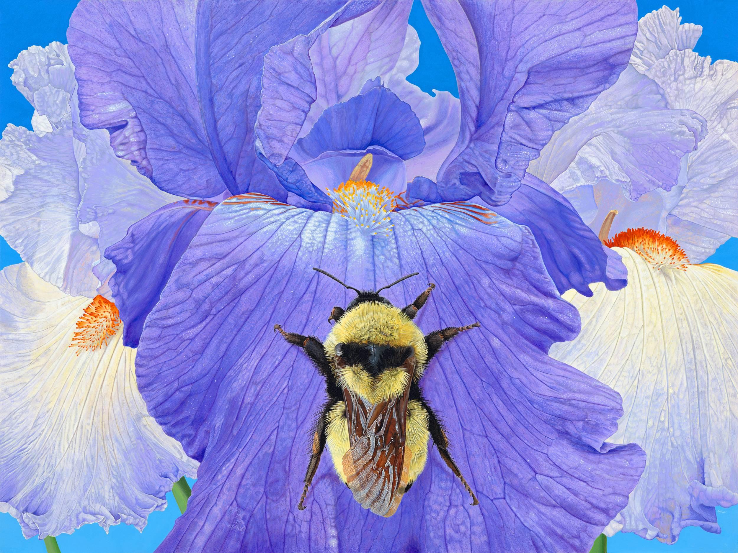 Rick Pas Animal Painting - Iris with Bumble Bee - Highly Detailed Photorealist Close-Up Nature Painting