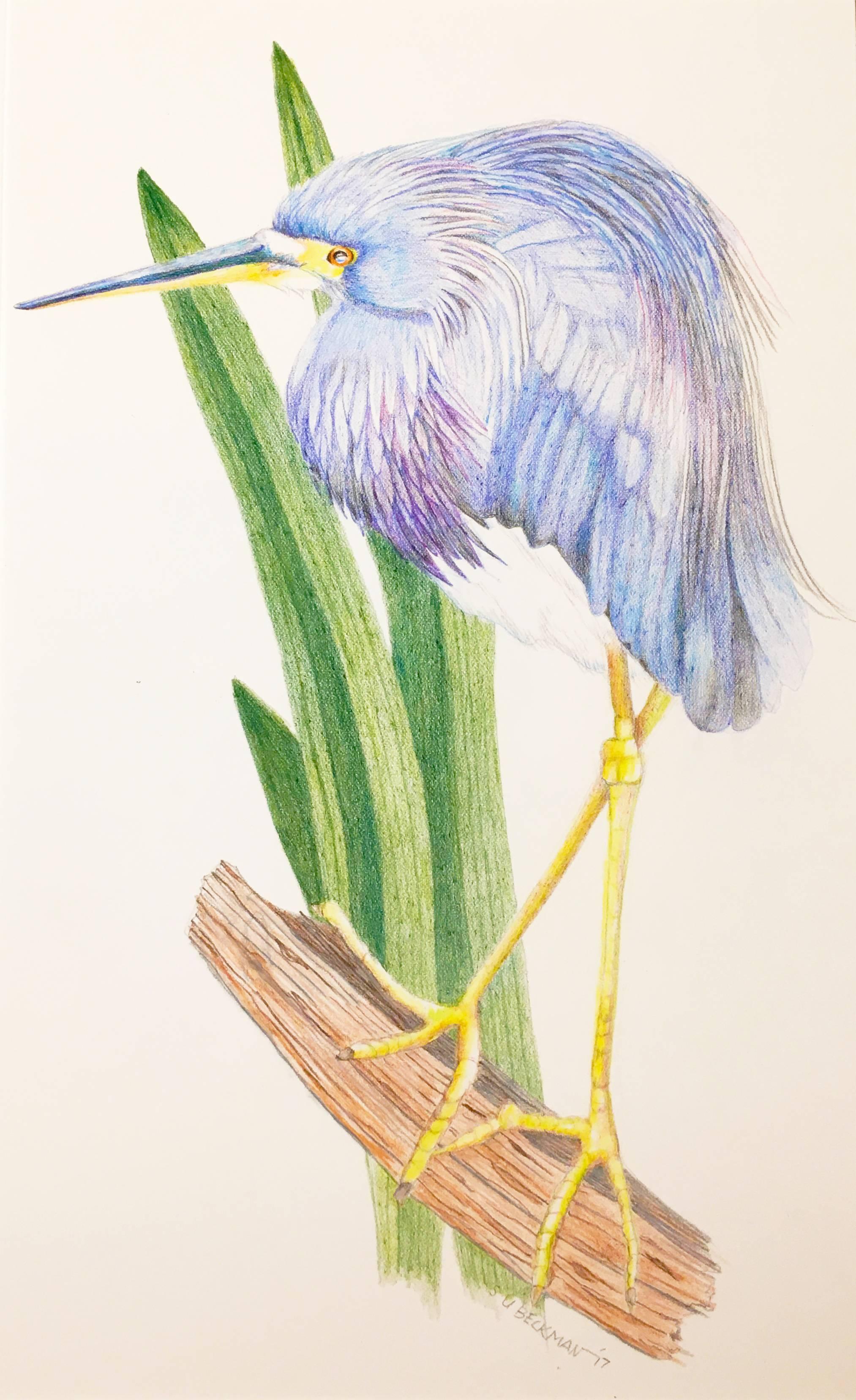 Sylvia Beckman Animal Art - Blue Heron
