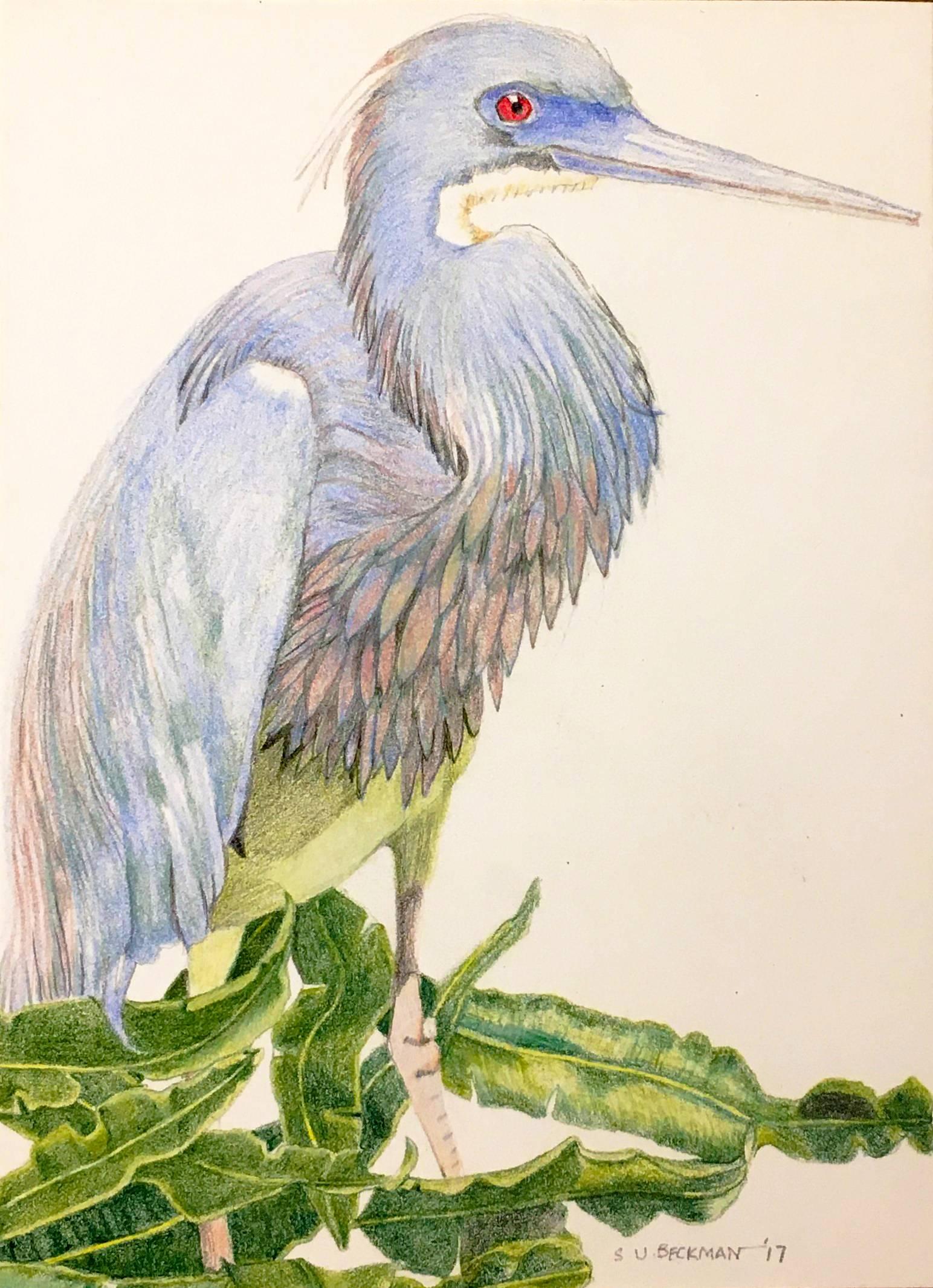 Sylvia Beckman Still-Life - Tri-Colored Heron