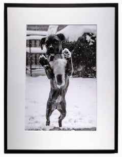 Ruby, Chicago - Black and White Photograph of a Dog Out in the Winter Snow