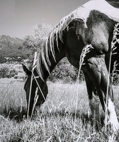 Horse, Montana - Fotografia in bianco e nero di un cavallo al pascolo, stampa d'archivio