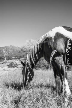 Horse, Montana – Schwarz-Weiß-Fotografie eines grasenden Pferdes, Archivdruck