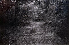 Briciola, Tuscany - Framed Black and White Photograph, Dog in Wooded Area