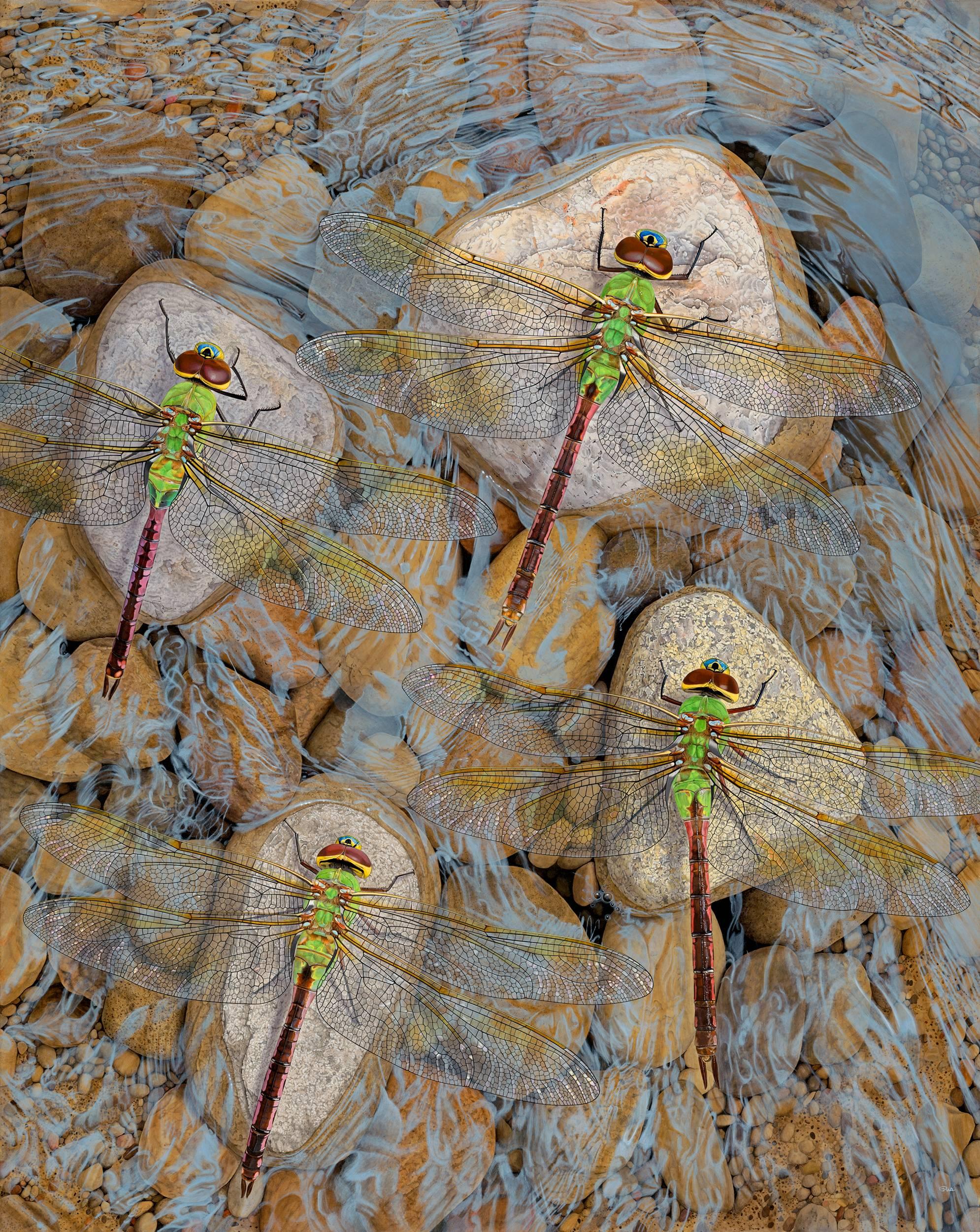 Rocks in the Current - Original Photorealist Painting of Dragonflies Atop Stones