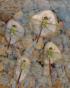 Rocks in the Current – Original fotorealistisches Gemälde von Libellen auf Steinen