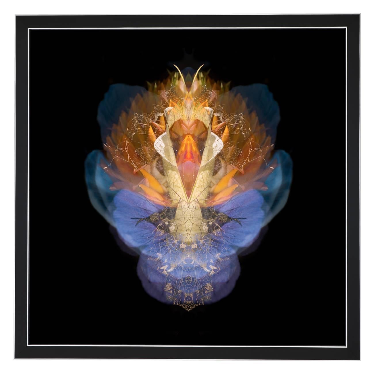 Composition: 
Geranium ‘Rozanne’, Cape Mountain Dhalia, Arum Lily, Himalayan Poppy, Alder Leaf Skeleton.

Limited edition. Each image is uniquely printed directly to 5mm acrylic glass using UV cured pigment inks giving each photograph real depth and