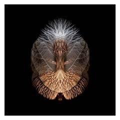 Toroidal - Abstract Photography