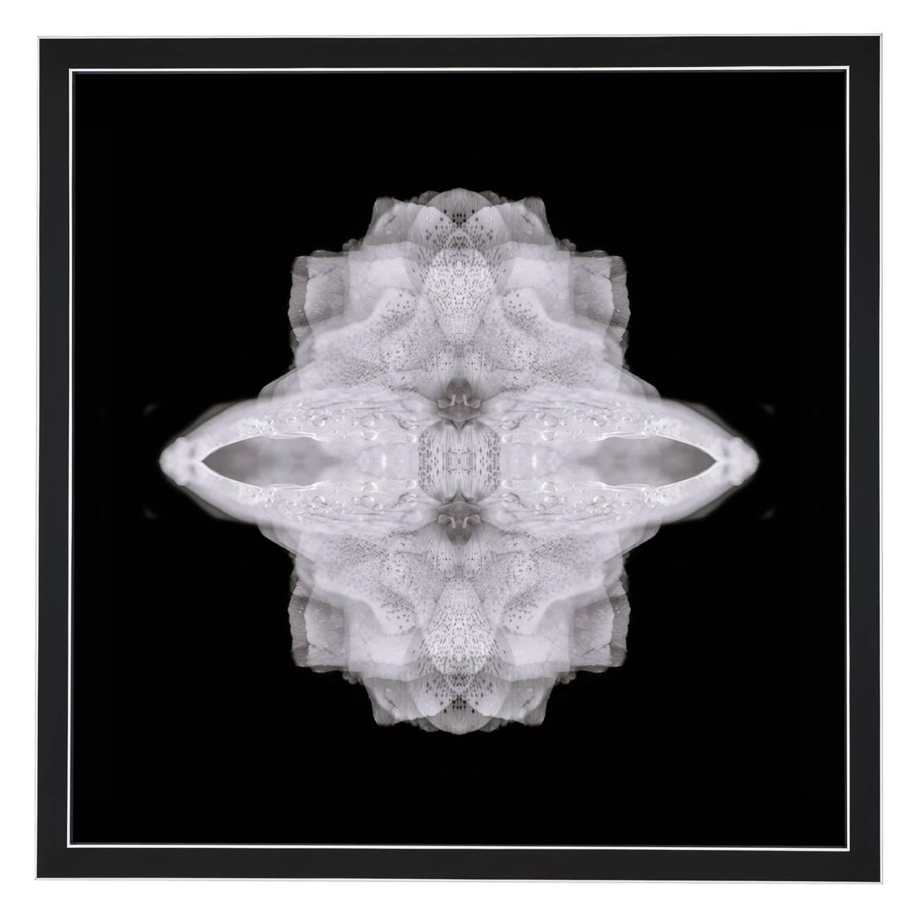 Composition:
Restio, Chamelia.

Limited edition. Each image is uniquely printed directly to 5mm acrylic glass using UV cured pigment inks giving each photograph real depth and clarity. Every picture is beautifully framed in-house with a gloss black