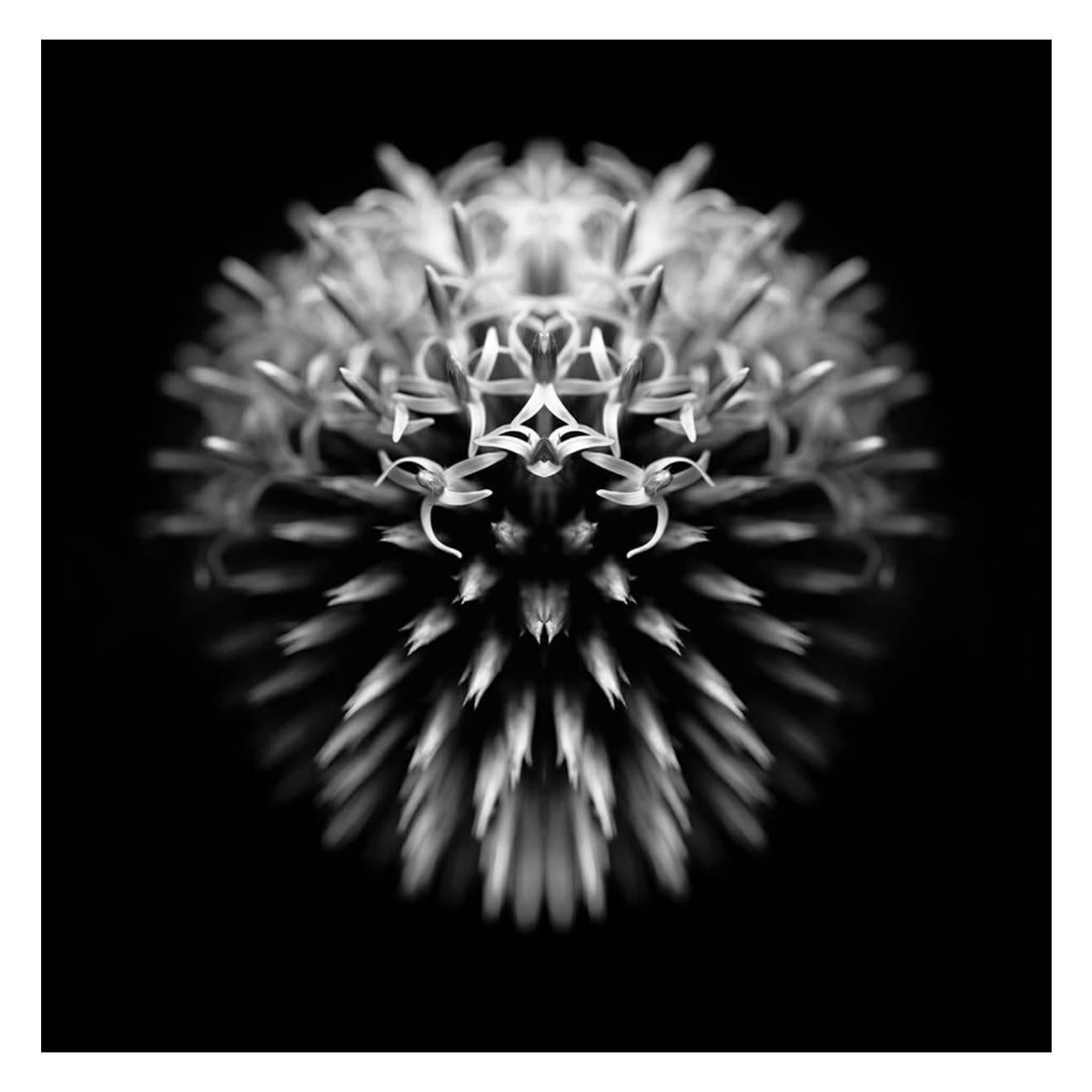 Echninopsis - Abstract Photography  - Black Black and White Photograph by Oliver Barnett