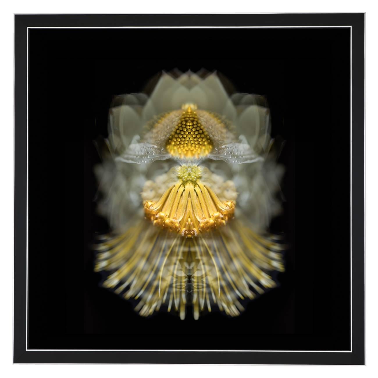 Composition: 
Leucadendron eucalyptifolium, Leucospermum Reflexum

Limited edition. Each image is uniquely printed directly to 5mm acrylic glass using UV cured pigment inks giving each photograph real depth and clarity. Every picture is beautifully