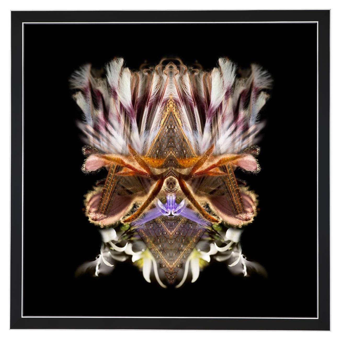 Limited edition. Each image is uniquely printed directly to 5mm acrylic glass using UV cured pigment inks giving each photograph real depth and clarity. Every picture is beautifully framed in-house with a gloss black and silver lacquered frame and