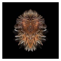 Aurelic - Abstract Photography