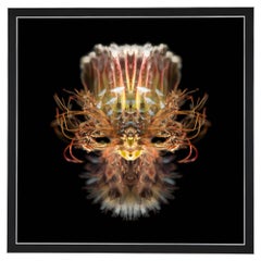 Used Hogon - Abstract Photography