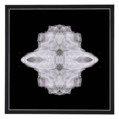 Alchemilla - Abstract Photography