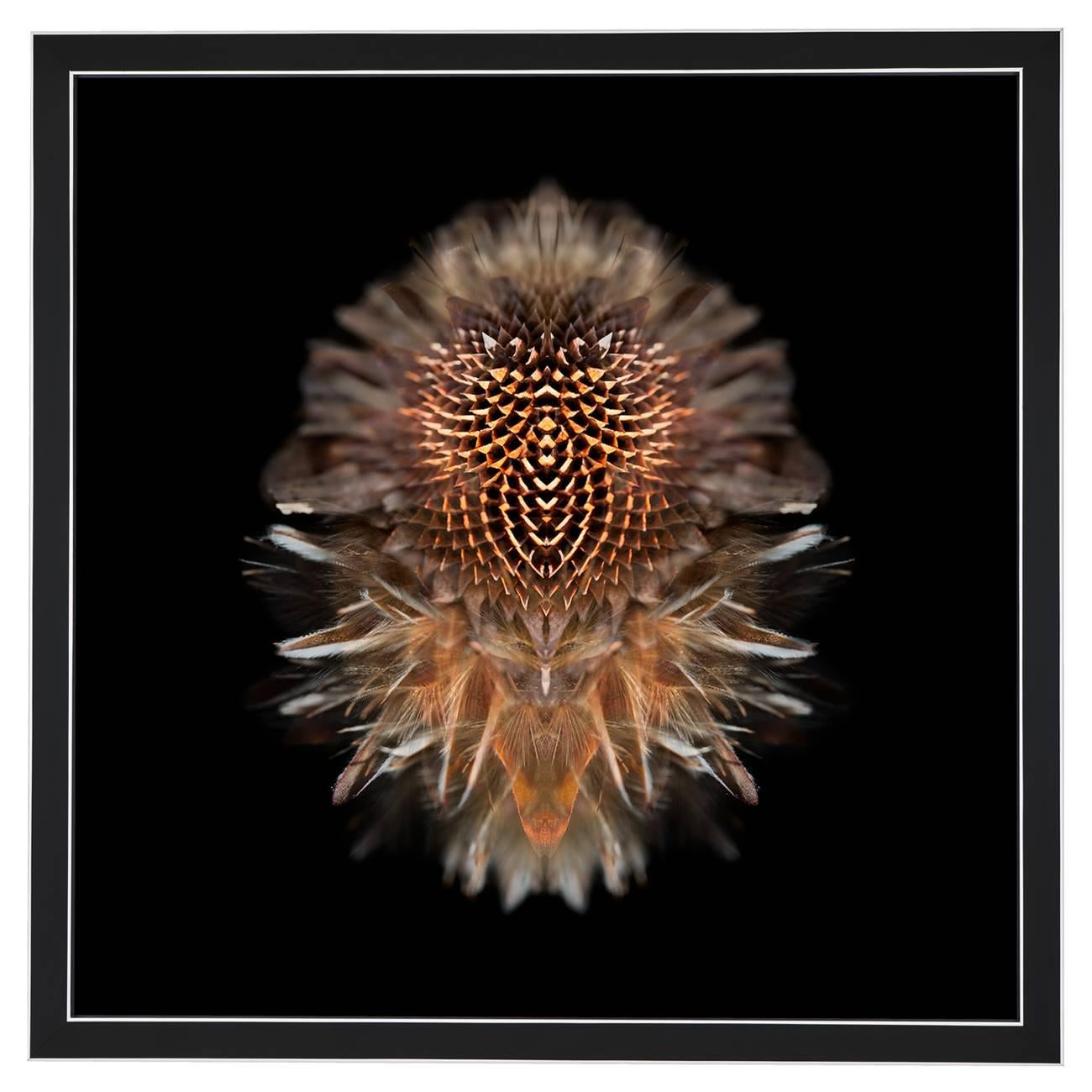 Composition: 
King Protea seedbed (after fire), Leucadendron Rubrum, Eagle Owl Feather

Limited edition. Each image is uniquely printed directly to 5mm acrylic glass using UV cured pigment inks giving each photograph real depth and clarity. Every