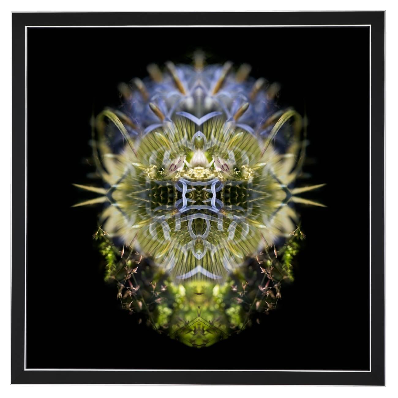 Composition: 
Dipsacus (teasel), Echinops (globe thistle), Ulmaria (meadowsweet), Common spotted orchid, Moss, Grass seed

Limited edition. Each image is uniquely printed directly to 5mm acrylic glass using UV cured pigment inks giving each