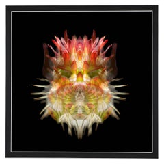 Mimorphic - Abstract Photography