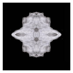 Alchemilla - Abstract Photography