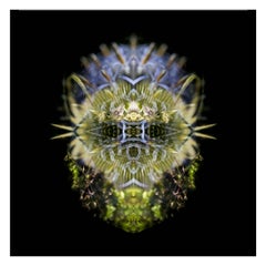 Bwiti - Abstract Photography